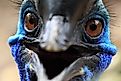 Close up face of beautiful Cassowary Bird