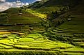 Rice terraces of the Philippines. 