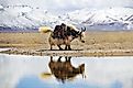 A yak on the Tibetan Plateau