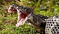 Timber Rattlesnake, Crotalus horridus, Pennsylvania, United States.