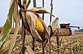 A ear of field corn remains as a Case IH 7130 combine works a cornfield in rural Minnesota during the 2020 Fall harvest. Editorial credit: Joseph Kreiss / Shutterstock.com