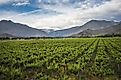 Agriculture plays a significant role in the economy of Chile.