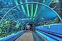 Ocean Voyager exhibit tunnel at the Georgia Aquarium. Image Credit Dsdugan via Wikimedia.