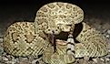 Mohave Rattlesnake