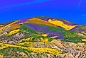 California wildflower super bloom in Carrizo Plain National Monument in spring.