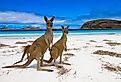 Esperence Lucky Bay Western Australia Kangaroo Beach.