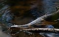 A Southern water snake in a lake.