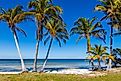 Palm trees on Gulf of Mexico in Bokeelia on Pine Island, Florida