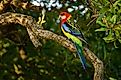 An eastern rosella in Tasmania.