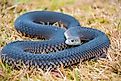 A tiger snake curled up in dry grass.