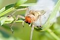 The yellow sac spider (Cheiracanthium punctorium)