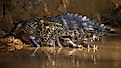 An anaconda snake wrapped around an alligator