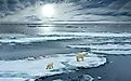 A female polar bear with cub on sea ice.