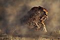 Saber-Tooth Cat. Image credit: Daniel Eskridge via Shutterstock