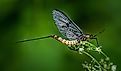 Mayfly dun sitting on a green leaf.