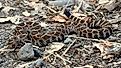 Northern Pacific rattlesnake