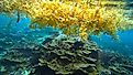 sargassum sea-weed