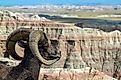  Bighorn Sheep Looks at The Badlands in the Badlands National Park.