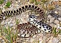 Bull snake coiled and read to strike 