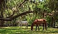 Wild horses at Cumberland Island National Seashore.