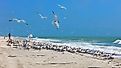 Flock of royal terns on a typical beach on Sanibel Island, Florida.