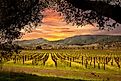 Napa Valley vineyards glow under a beautiful sunset sky, with rows of grapevines stretching across the landscape.