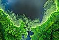 Aerial view of beautiful blooming algae on the lake in summer.