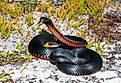 Red-bellied Black Snake in defence stance