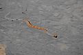 Northern Water Snake swimming in the river, west Virginia