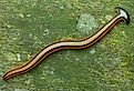 View of colorful hammerhead worm