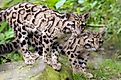 Clouded leopards in the Taman Negara National Park.