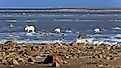 A polar bear family on the ice of the Hudson bay in Canada