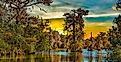 Photo of a Louisiana swamp and bayou, featuring calm, reflective water surrounded by moss-draped cypress trees.