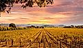 Beautiful Sunset Sky in Napa Valley Wine Country on Autumn Vineyards.