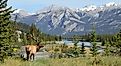 Elk in Jasper National Park, Alberta, Canada