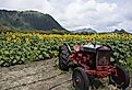 Sunflower Field in Hawaii at Waimanalo Country Farms.