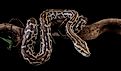 Python molurus bivittatus isolated on black background, Burmese python snake on branch. 