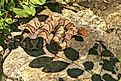 Northern Copperhead (Agkistrodon contortrix mokasen) suning itself on a stump in the afternoon sun.