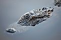 An American alligator in the water, partially submerged, with its eyes and snout visible above the surface.