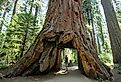 Man standing looking at giant big Red Wood tree in Calaveras Big Trees State Park in Northern California