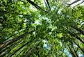 Forest Top Canopy at Lower Suwannee National Wildlife Refuge, FL