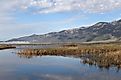 Wetland at Ruby Lake National Wildlife Refuge, Nevada