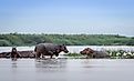 A raft/pod of hippo in Lake Albert along the Nile River.