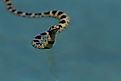 A common kingsnake swimming with its head out of the water.