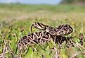Eastern Diamondback Rattlesnake in the grass. 