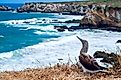 A blue-footed booby looking out over the Pacific Ocean from Isla de la Plata, Ecuador.