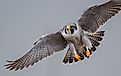 A peregrine falcon.