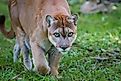 A gorgeous Florida panther 