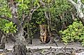 Young male Bengal Tiger sitting on the forest edge at Sundarban Tiger Reserve, West Bengal, India. Sundarbans is the world's largest mangrove forest. Image credit: Soumyajit Nandy