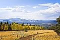 Beautiful autumn aspen and pine trees near Flagstaff in Arizona.